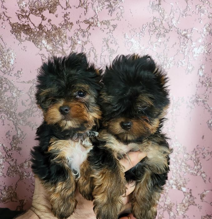 Продажа йоркширського тер'єра