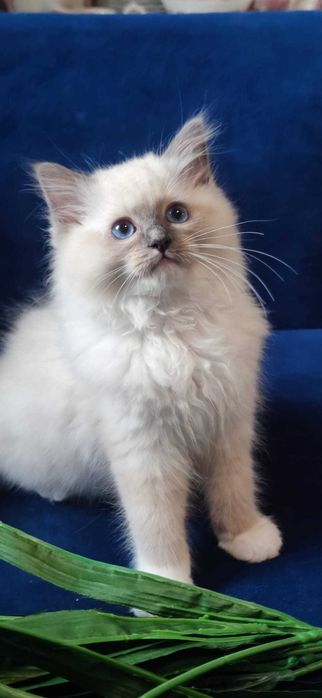 Ragdoll Kot Legalna hodowla opcja hodowlana i na kolanka Rodowód FIFE