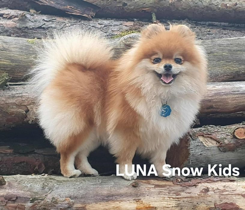 Szpic miniaturowy (Pomeranian)