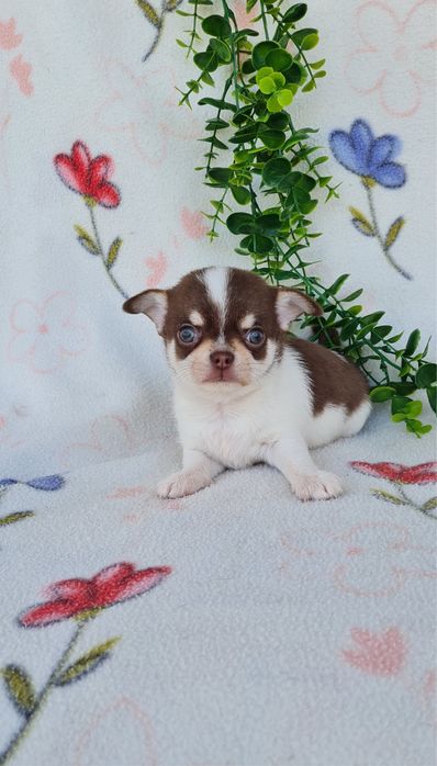 Excelente mini chocolatinho Chihuahua/Chiuaua de Qualidade