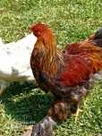 Galinhas brahmas
