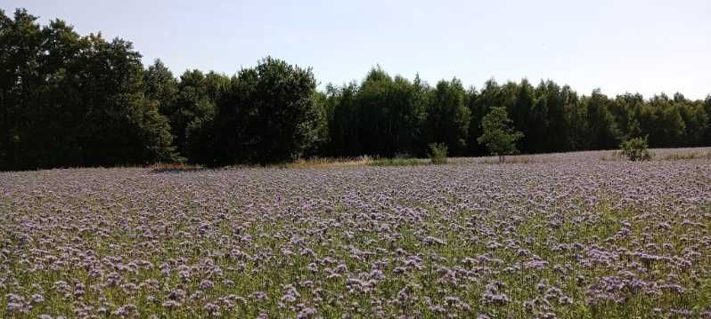 Miód prosto z pasieki