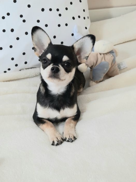 Мальчик"хаски"#чихуахуа