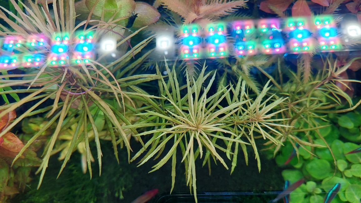 Pogestemon stellatus -rarytas! Roślina akwariowa