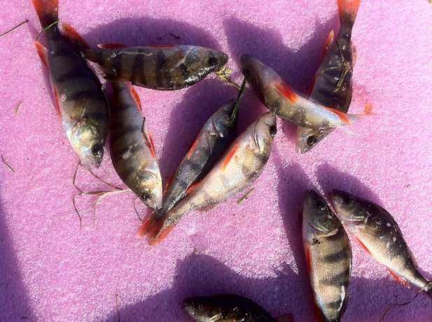 okoń narybek okonia 12-15 cm drapieżnik