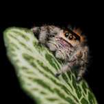 Skakun królewski L3/L4/L5/L6 phidippus regius SOROA + gratisy