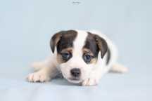 Dziewczynka Jack Russell terrier/Badania genetyczne/wyprawka