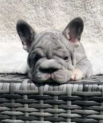 Біг роп! Big rope французский бульдог вельвет