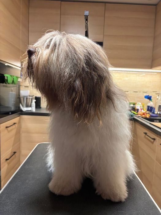 Pielęgnacja Twojego czworonoga