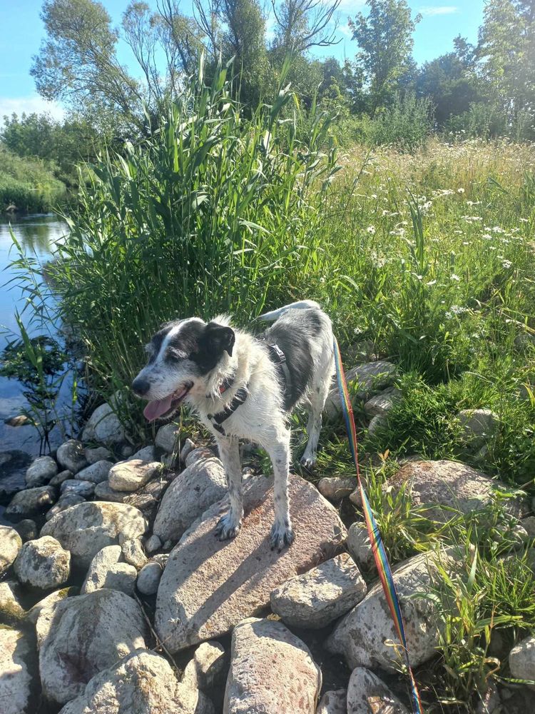 Hans w typie wyżła poleca się do adopcji
