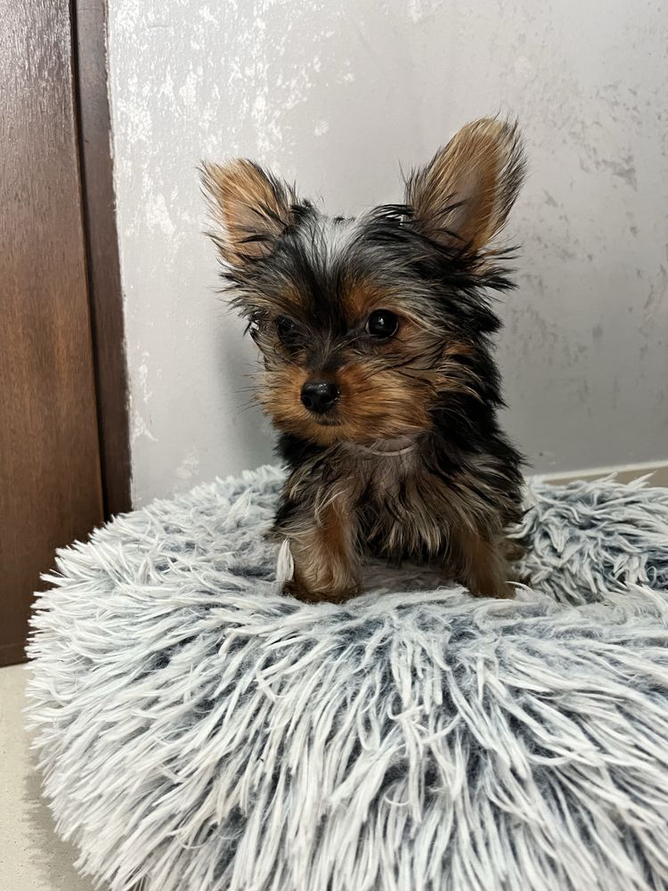 Yorkshire Terrier