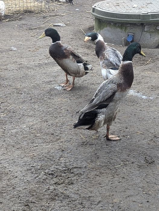 Продам качурів індійського бігунка, 6 місяців