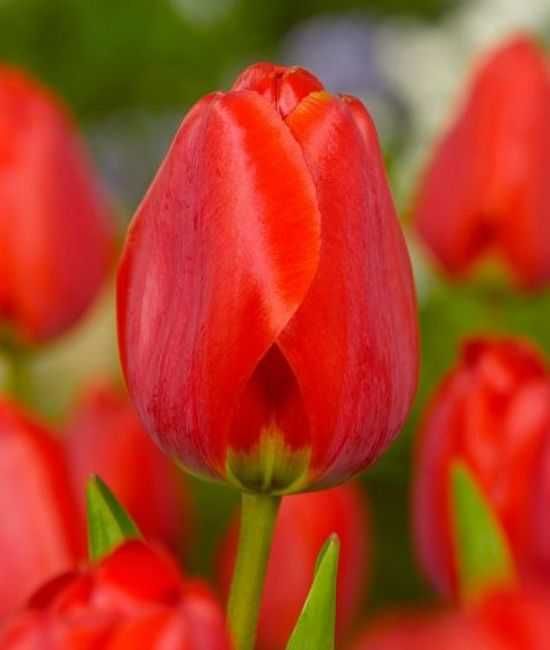 Tulipany czerwone Red 30 cebulek za 42 zł