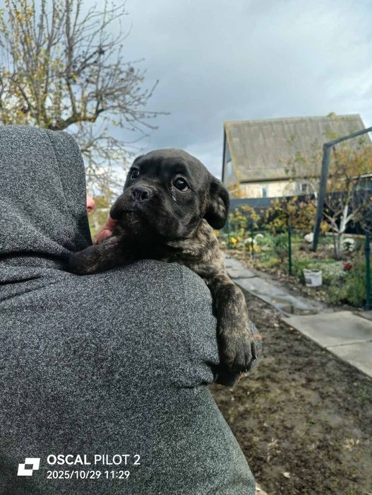 Немецкий боскера