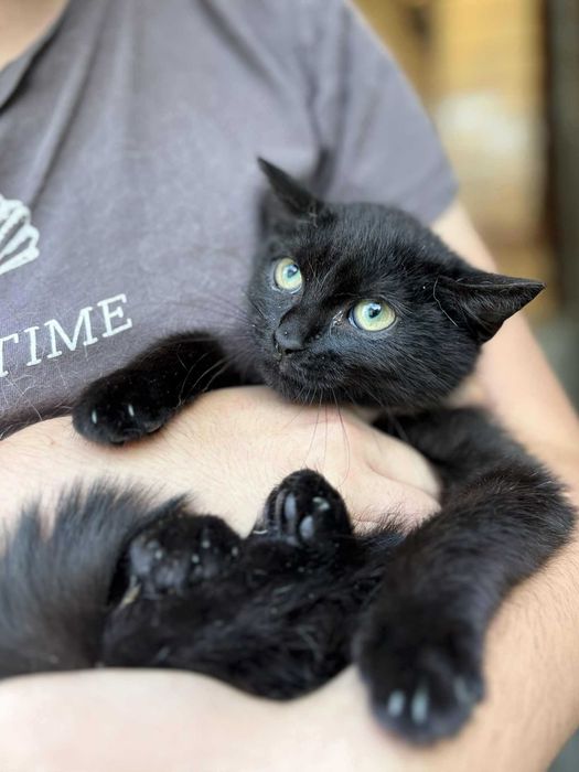 Czarny kocurek Blus szuka domu