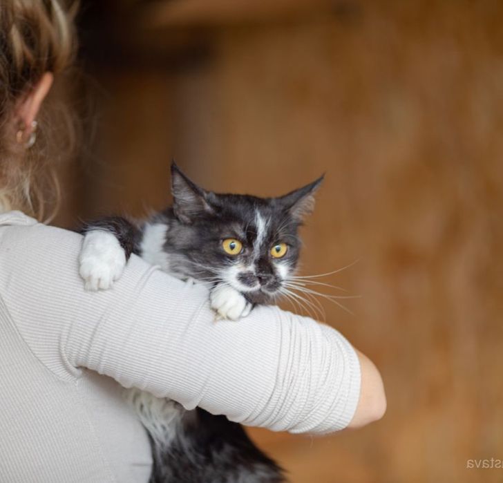 1 год, котик Бенедикт, кот, красивый кот
