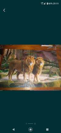 Puzzle 1500 elementów lwy trudny obraz