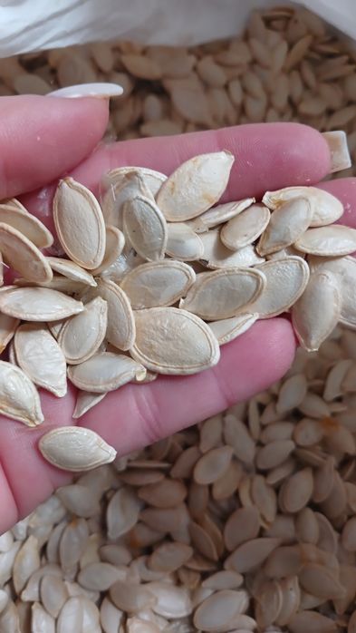 Насіння кабачків Кабачкове насіння Семена кабачков урожай 2024