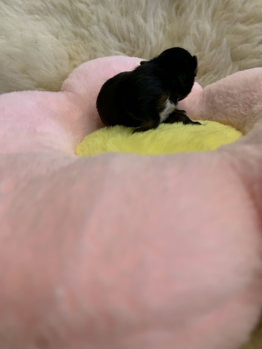 York  czarny samiec piesek