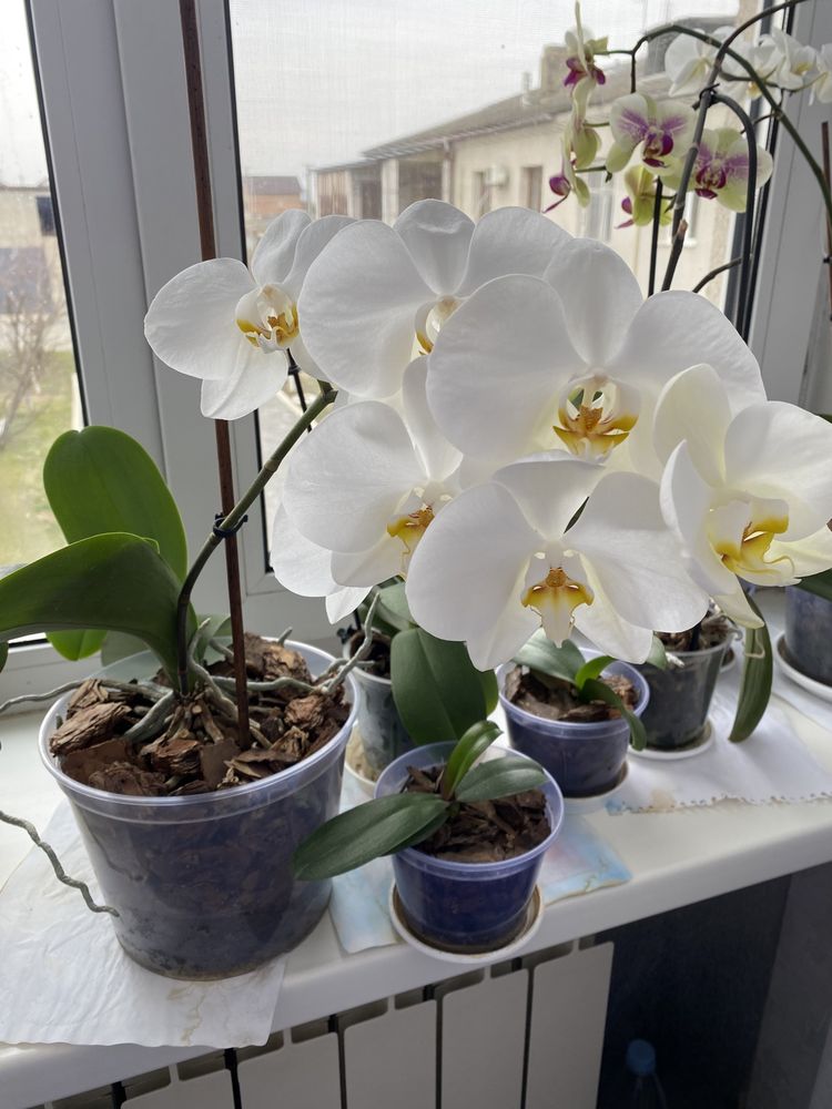 Орхідея Phalaenopsis