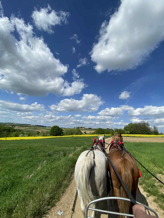 Klacz śląska sprzedam