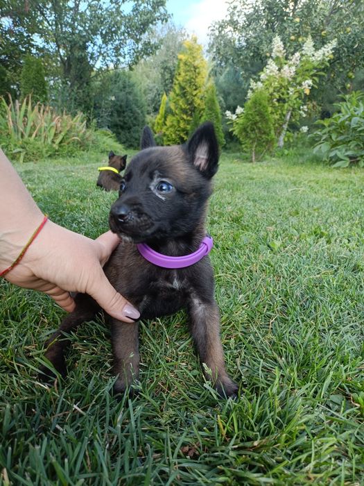 Хлопчик і дівчинка малинуа документи КСУ