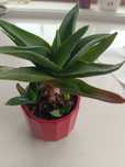 Aloe vera com vaso