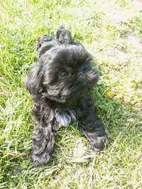 Shih tzu suczka czarna