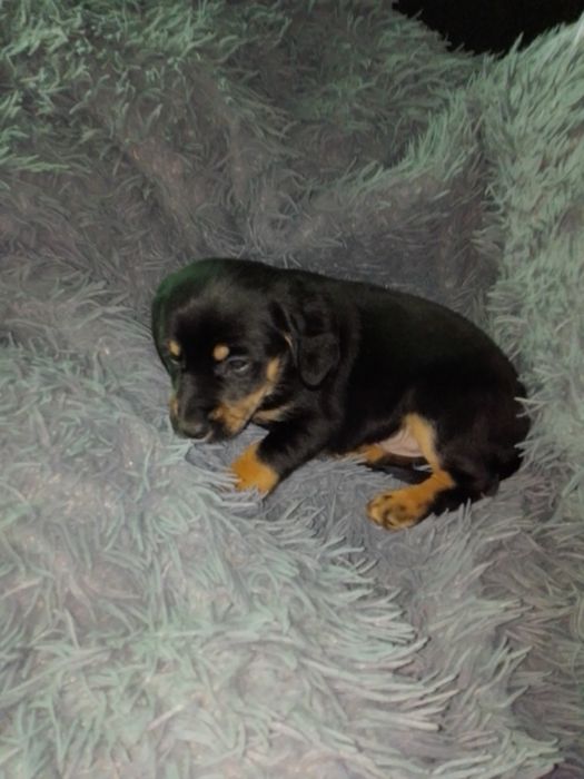 Szczeniaczek do oddania