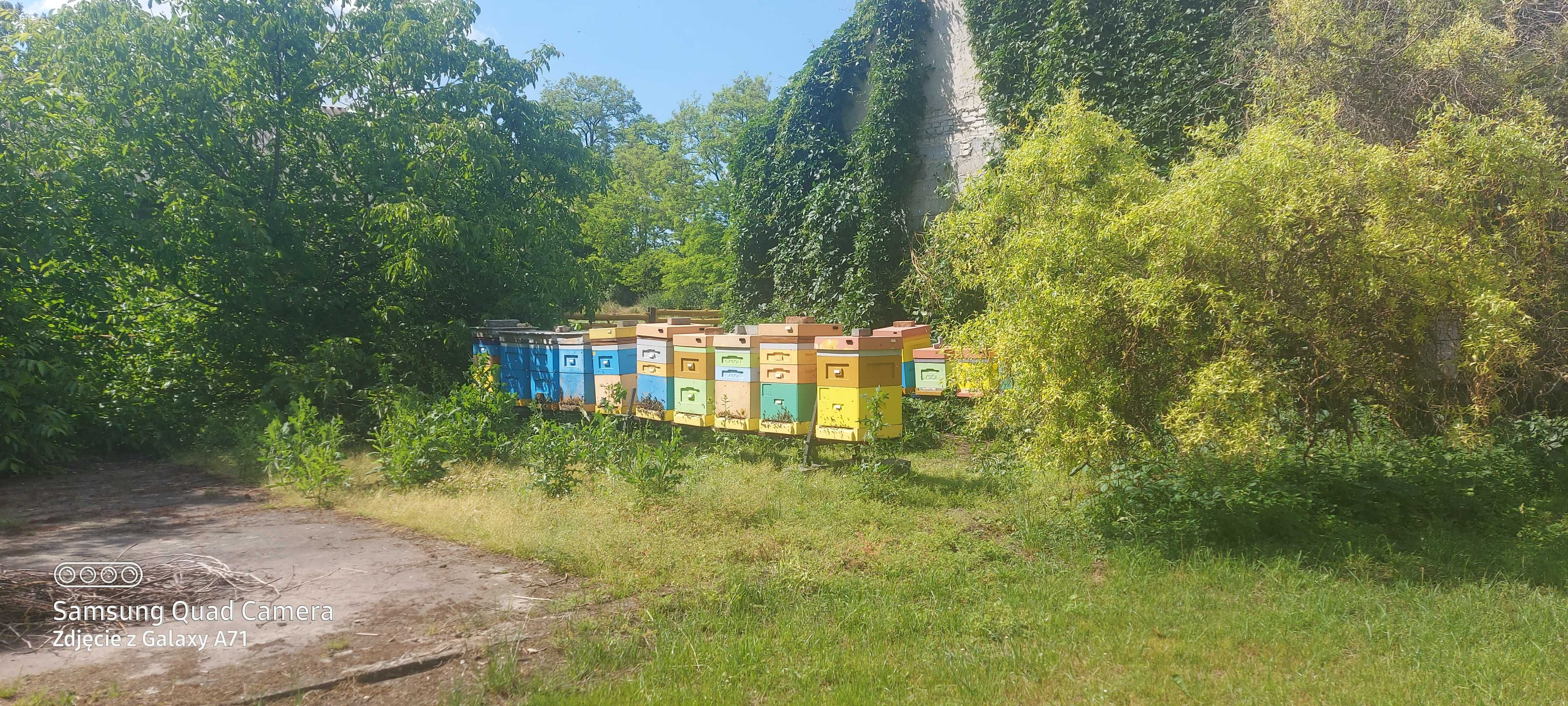 Pszczoły przezimowane na rok 2023