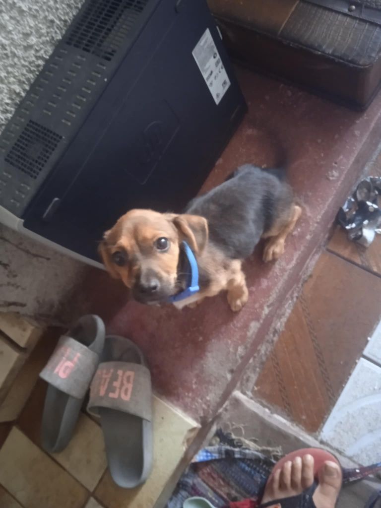Cão bebê para adoção