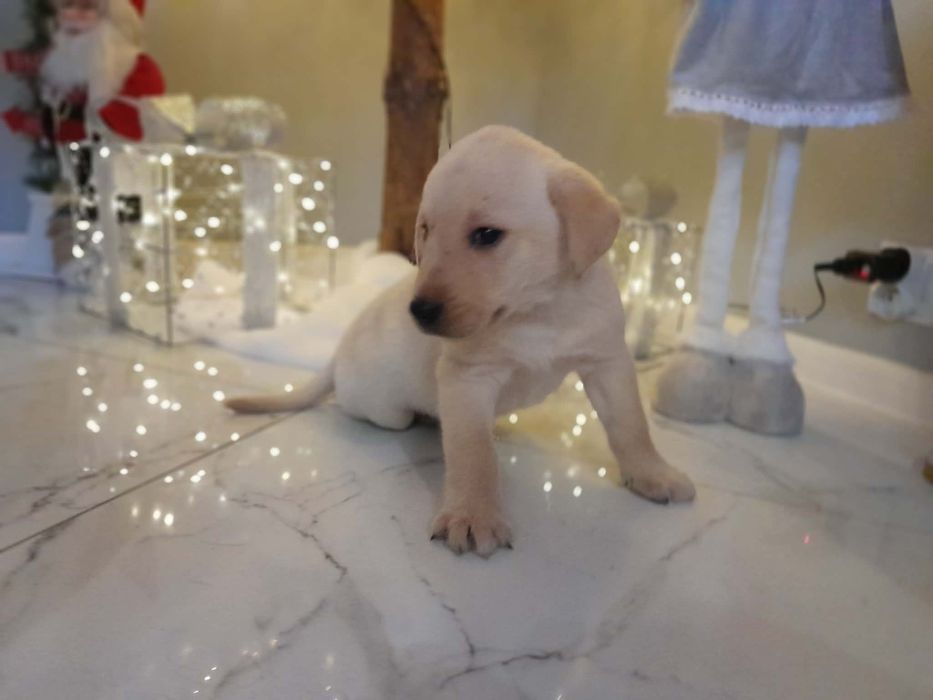 Labrador szczeniak biszkoptowy