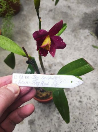 Каттлея орхидея. Бильбергии. Дендробиум