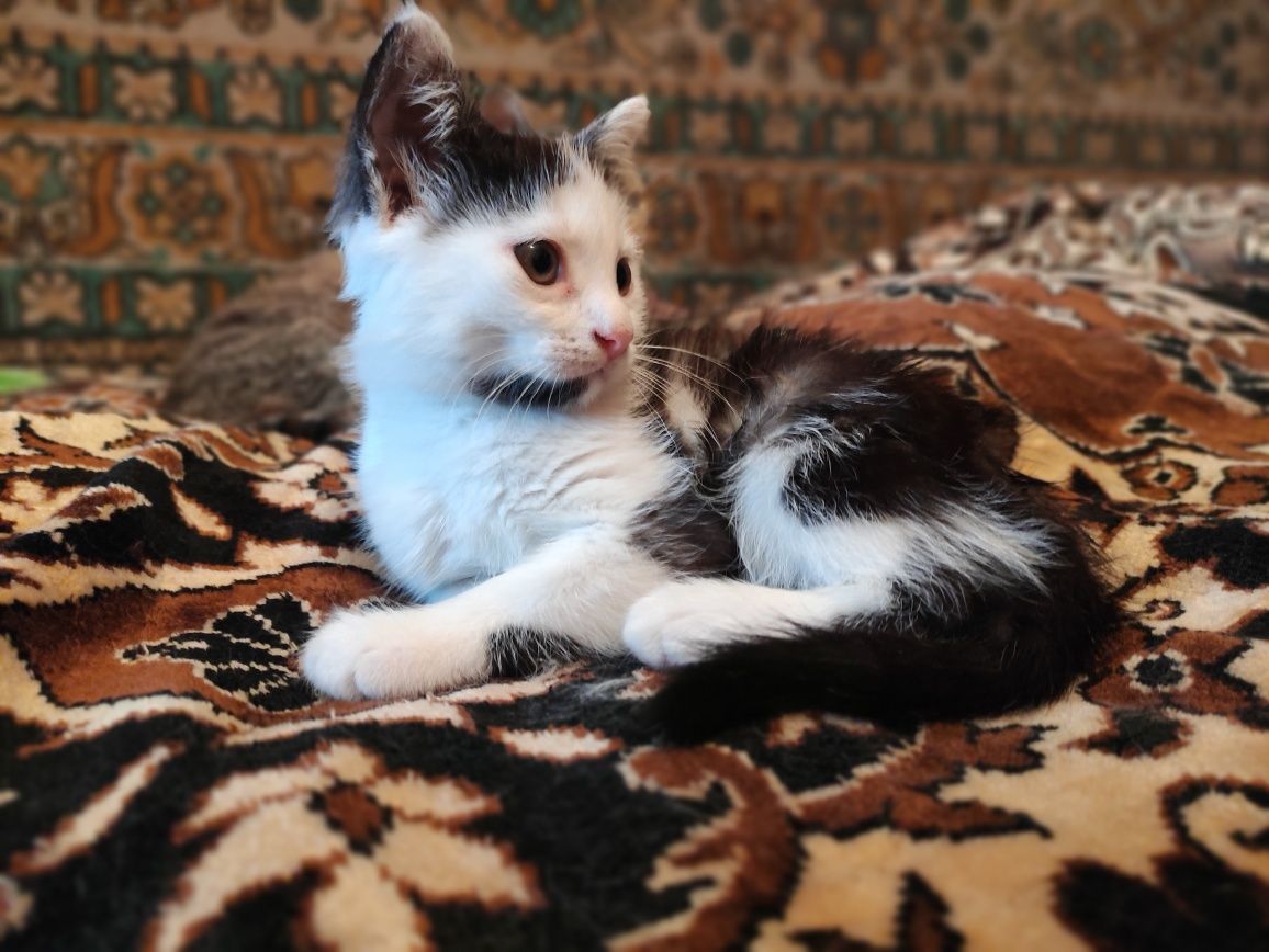 Котик, 3,5 місяці!