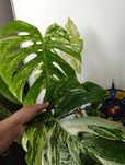 Sprzedam szczyt Monstera variegata