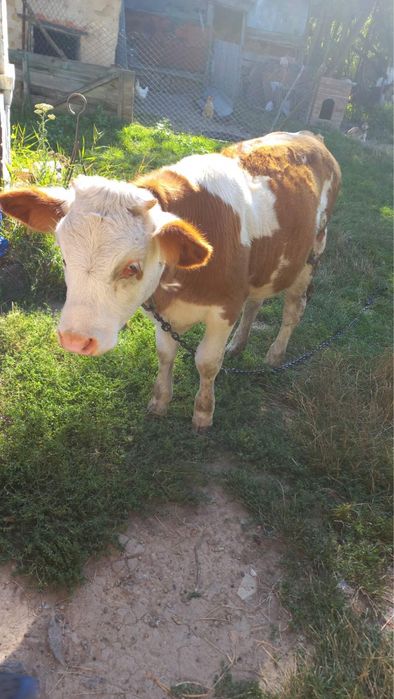Продам телицю на відгодівлю