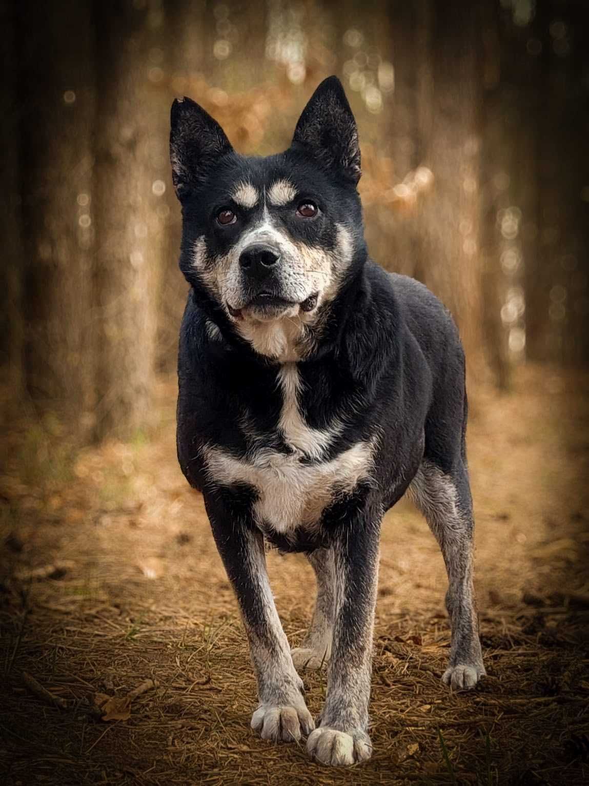 Angel - spokojna, kochana, psia przyjaciółka