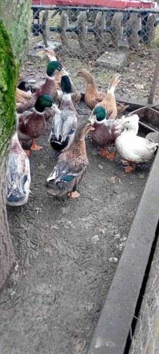 sprzedam kaczki staropolskie