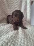 Spaniel-pudel-cocapoo