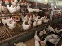kurki młode z jajkiem SUSEX LEGHORN SANDI  dowóz