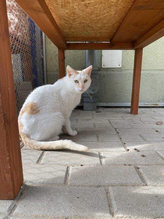 DUSZEK kocur kot adopcja rudy schronisko