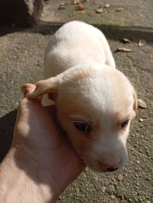 Crias de husky para doar.