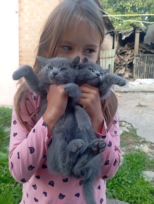 Віддам в добрі руки кошенят