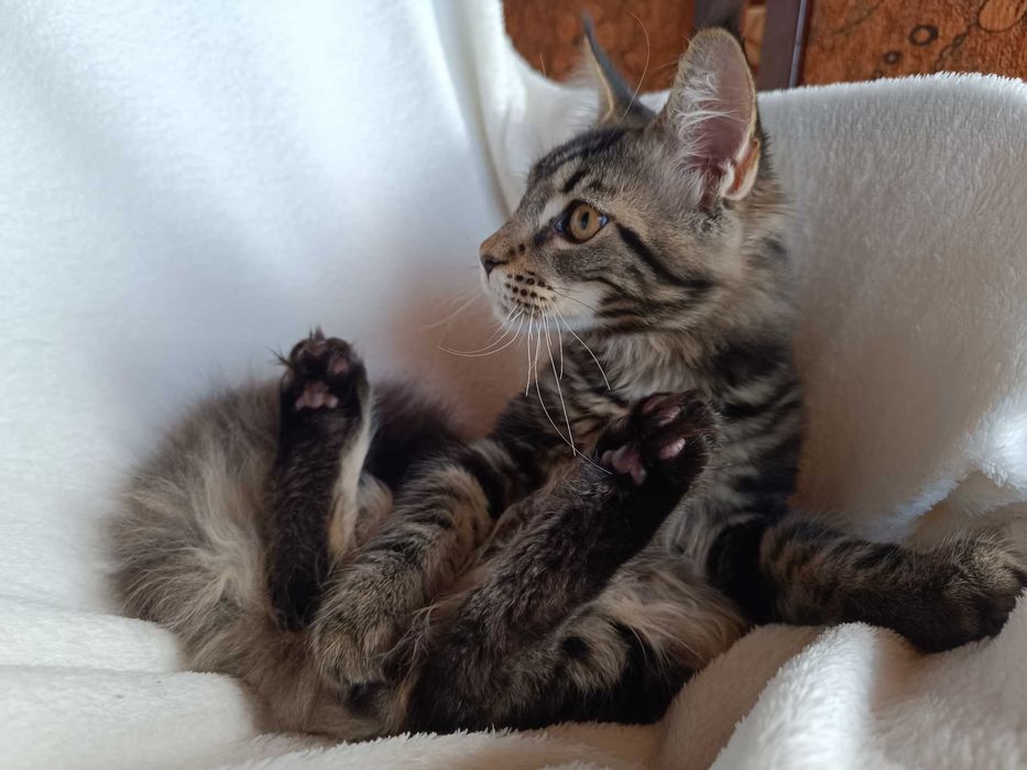 Benji Kocurek Maine Coon Czarny Klasycznie Pręgowany