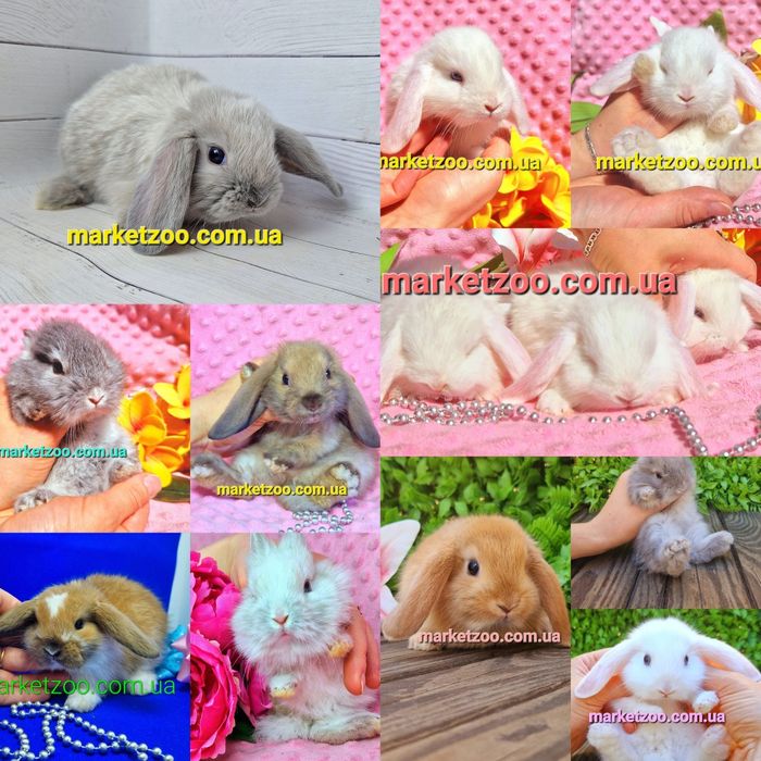 Карликовые мини mini lop мiнi кролики вислоухий висловухий баранчик