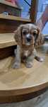Cavalier king Charles Spaniel