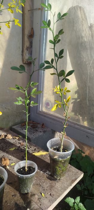 Трифоліата обо дикий апельсин