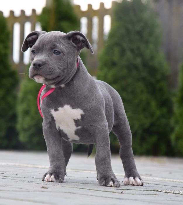 Suczka gotowe do odbioru