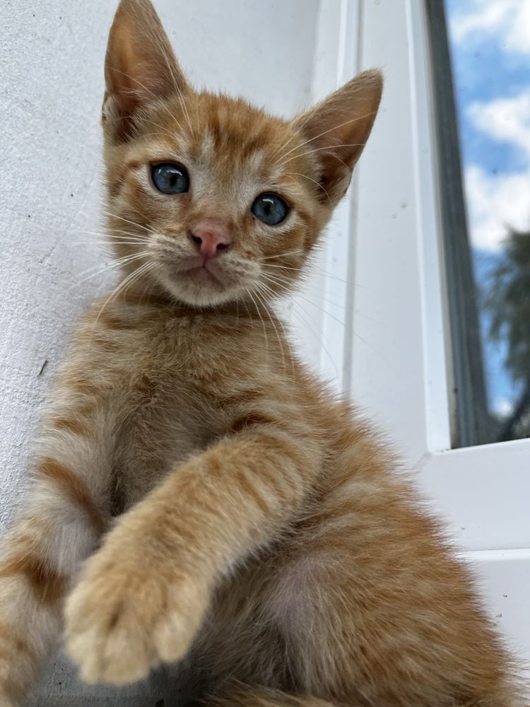 Подарую котеня у добрі руки.