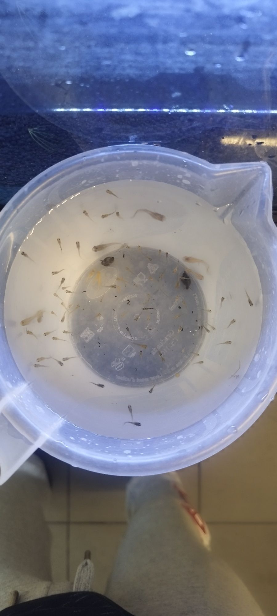 Alevins de guppies